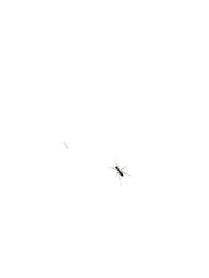 A single ant on a white ground.
